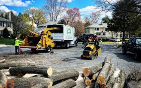 How Our Tree Care Process Works  in Hanscom Af, MA